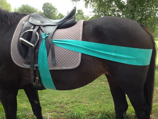 Read more about the article samling af din hest med elastikker