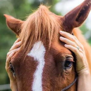 Equine craniosacral Training – Virginia, USA