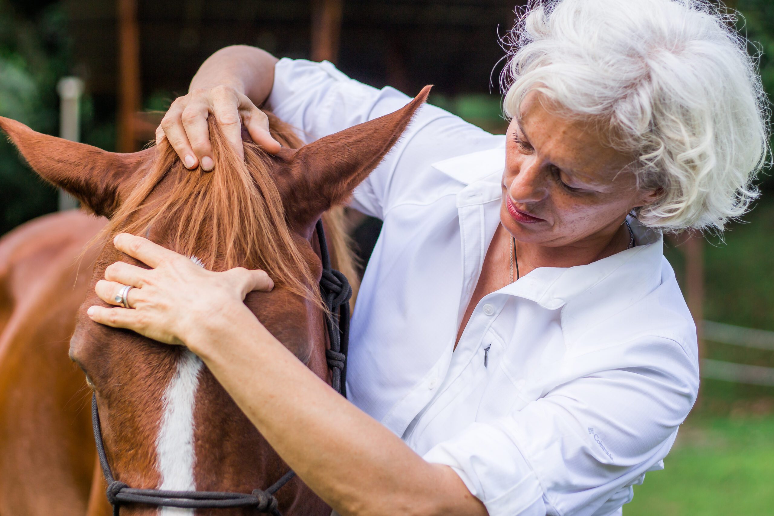 Read more about the article Equine Craniosacral Training