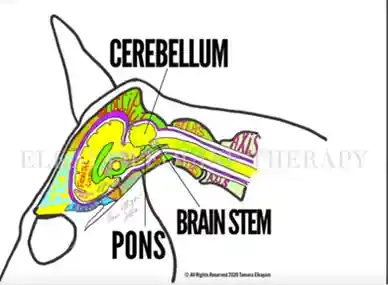 The Horse's Brain